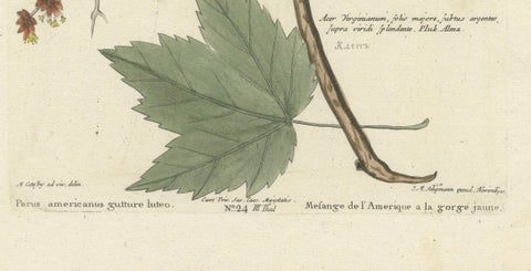 Engraving of The American Tit Bird with Yellow Throat in Old Handcoloring, 1749, close-up 1
