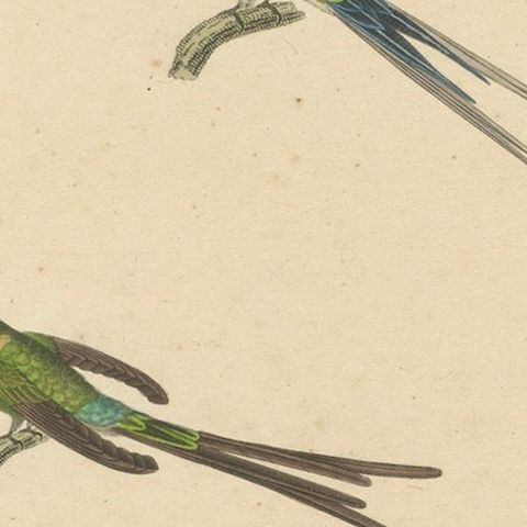 Hummingbird Engravings by Huet and Prêtre: Langsdorff, Chalybeate, Unique-tailed, close-up 5