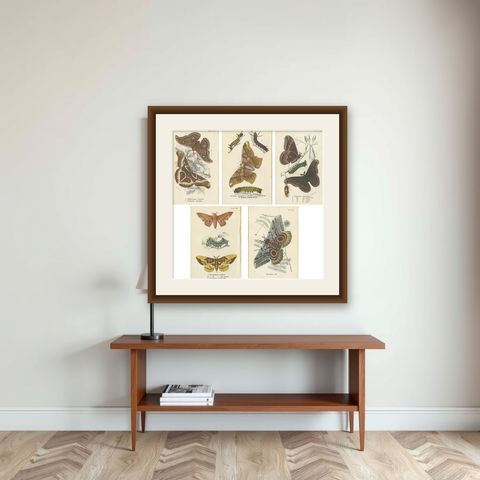 Set of 5 Antique Prints of Various Moths by Lloyd, circa 1897, shown framed on a wall