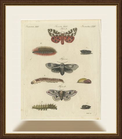 Garden Tiger Moth and Emperor Moth, Antique Bertuch Print, Vienna, circa 1805, shown framed