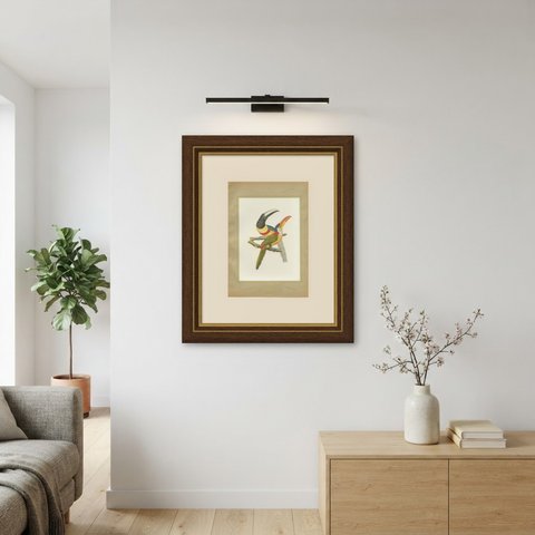 Curl-Crested, Chestnut-Eared Aracaris, Brazilian Bird Print, Descourtilz, 1944, shown framed on a wall