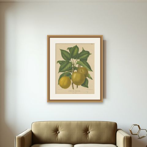 Antique Decorative Print of Japanese Pears, 1879, shown framed on a wall