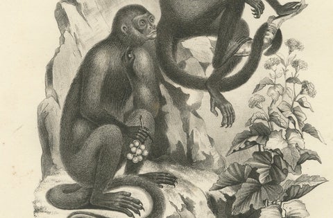 Macaque, Mandrill & Dikbuik Monkeys, Lithographs by C.C. Last, 1836, close-up 2
