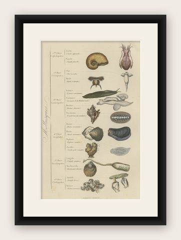 Decorative Antique Print of Various Molluscs, 1854, shown framed