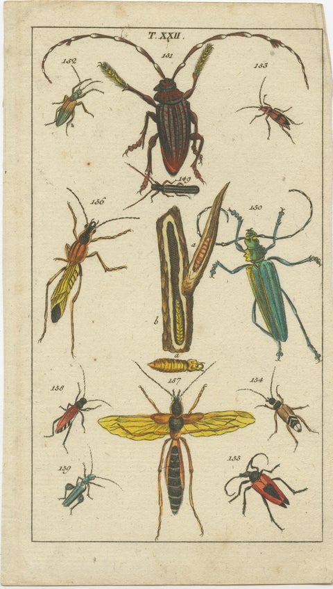 Captivating Natural History Prints: Insects, Life Cycles and Rare Details, 1832, view 4