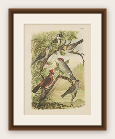 Antique Bird Print of the Red-Pileated Finch, Grosbeak and Sparrow (1886), shown framed