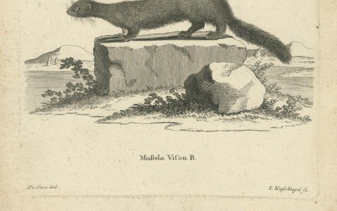 Antique Engraving of a European Mink (Mustela vison B.), Nußbiegel, ca.1800, close-up 1