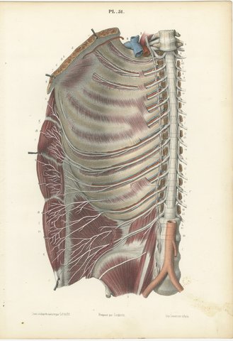 The Intercostal Nerves and Spinal Ganglia, Hirschfeld Anatomy Print, 1866, view 2