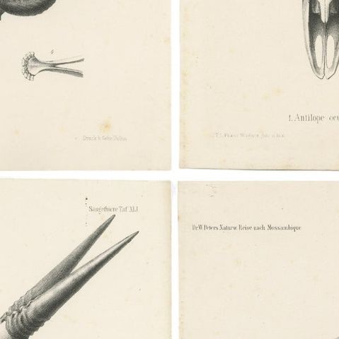 Set of 4 Antique Prints of Antelope Skulls, close-up 2