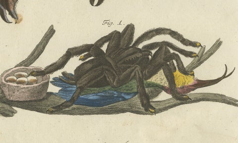 Original Antique Print of Tarantula, Spiders and Scorpions by Bertuch, c. 1790, close-up 4