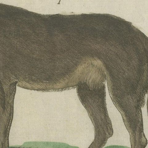 Hand Colored Antique Print of Wolves and a Fox, circa 1820, close-up 5