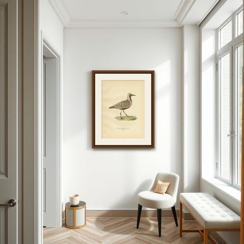 Antique Bird Print of the Grey Plover by Von Wright, 1929, shown framed in a room