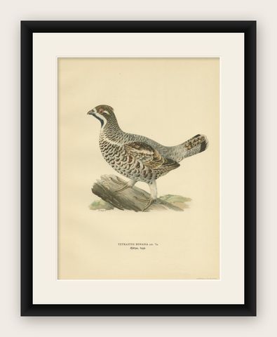 Antique Bird Print of the Hazel Grouse 'Male' by Von Wright, 1929, shown framed