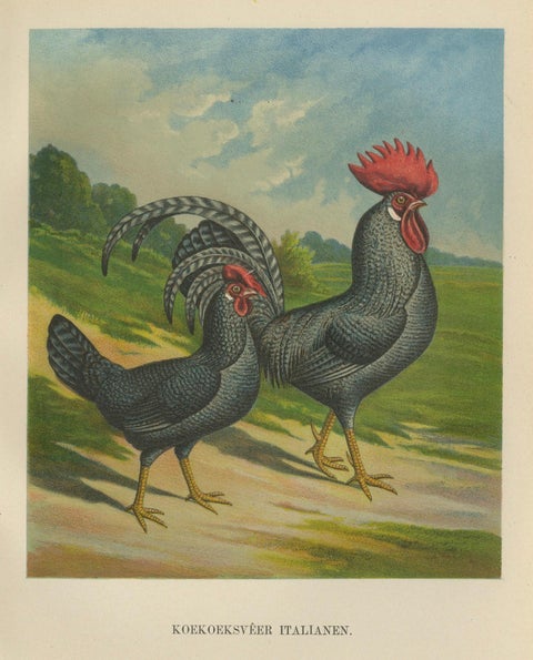 The Striking Cuckoo Italian Chicken - A Rare 19th Century Poultry Lithograph, close-up 5