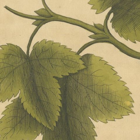 Butterfly Life Cycle on Leafy Branch, Albin Hand-Colored Engraving, 1720, close-up 6