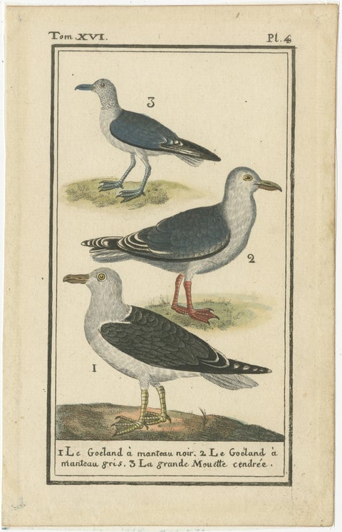 Three Gull Species, Hand-Colored Buffon Bird Engraving, Original 18th Century, view 2