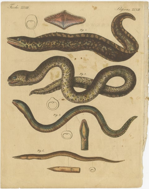 Antique Print of Various Marine Life Including the Dark Moray Eel, c.1800, view 2