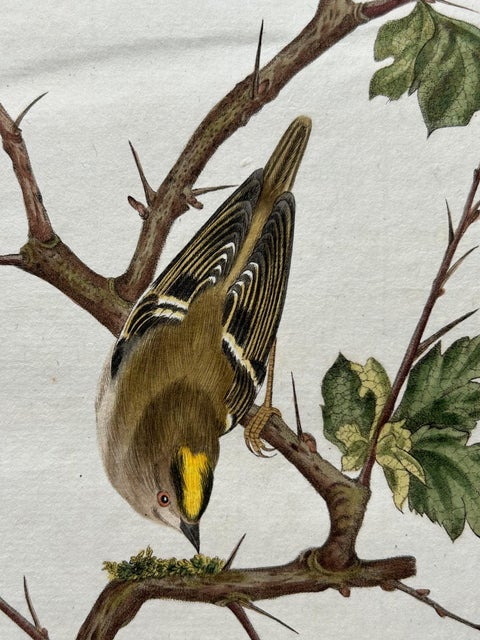 Antique Bird Print of the Goldcrest by Sepp & Nozeman, 1797, view 8