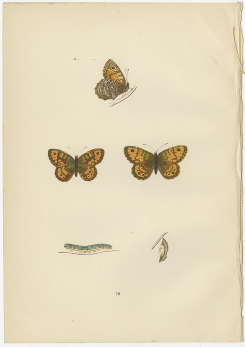 Metamorphosis Montage: The Lepidopteran Lifecycle, 1890, view 2