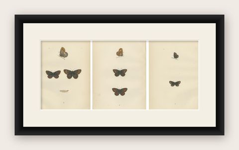 Victorian Era British Lepidoptera: A Hand-Colored Legacy, 1890, shown framed