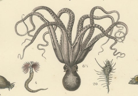 Molluscs & Marine Invertebrates Print: Octopus, Slug, Snails, Conch, 1867, close-up 6