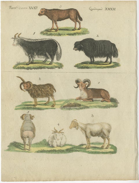 Antique Print of Sheep in Old Hand Coloring, Published in 1800, view 3