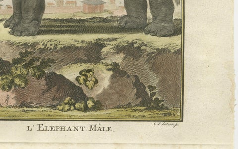 Charming Elephant Pair, Antique Hand-Coloured Prints by Buffon, 1769, close-up 4