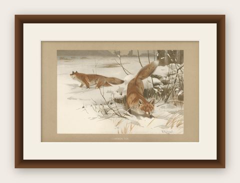 Common Fox in Winter Landscape, Antique Animal Chromolithograph, 1894, shown framed