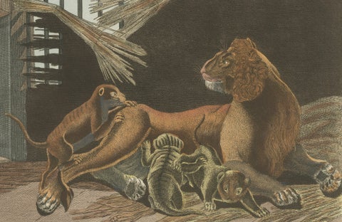 Original Antique Print of a Lioness and Her Cubs by Bertuch, 1810, close-up 3