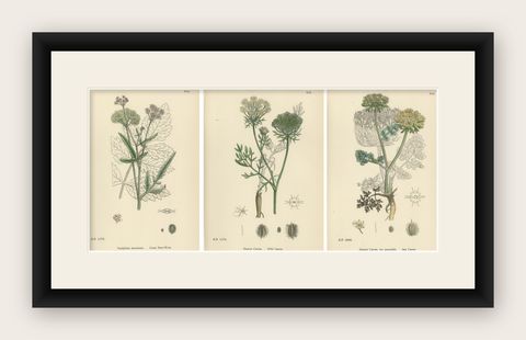 Elegant British Botanical Trio, Hand-Colored Wild Carrot Prints, England 1902, shown framed