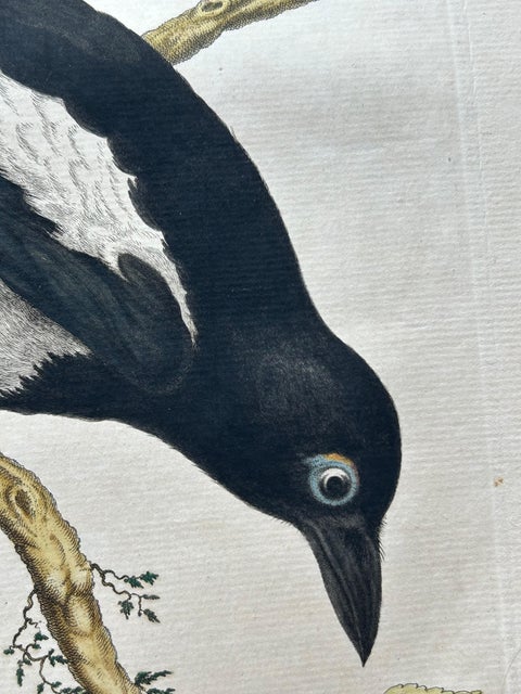 Magpie (Pica), Antique Ornithological Print with Dutch Text, Nozeman, 1770–1829, view 5