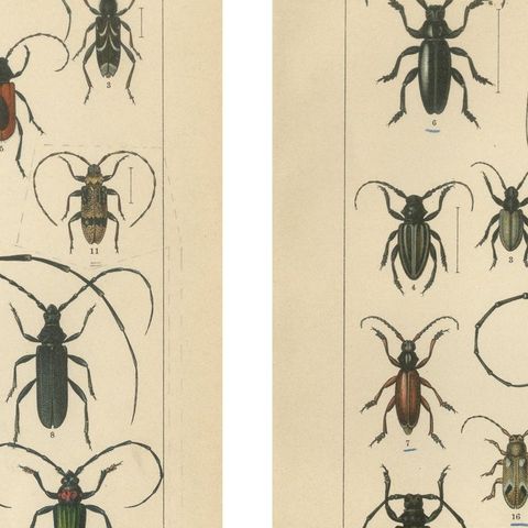 Antique Beetle Chromolithographs, European Species Plates, Calwer 1893, close-up 1