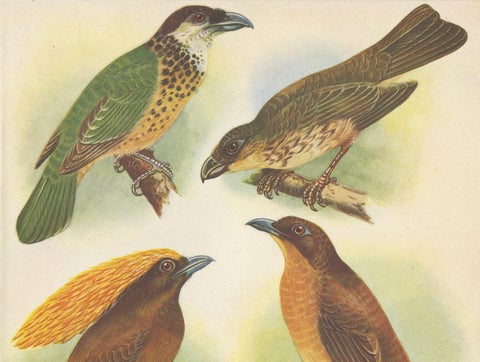 Antique Print of the White-Eared Cat Bird, Tooth-Billed Cat Bird and Other, 1950, view 2