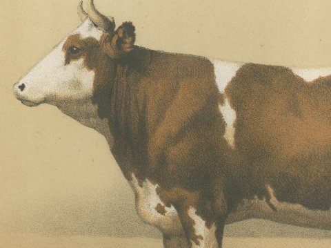 Mancelle Cow, French Cattle Breed, Antique Chromolithograph by Borie, 1863, close-up 1