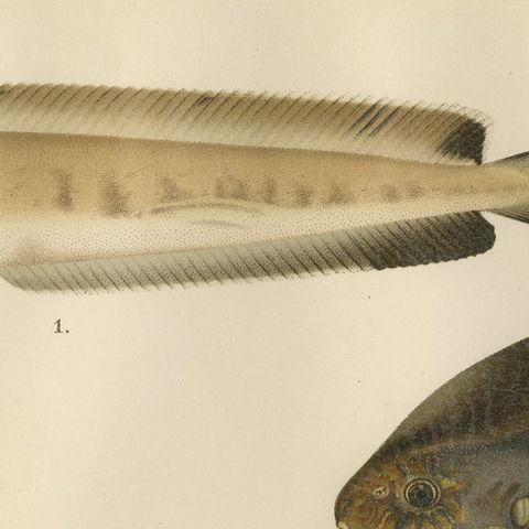 Ocean Sunfish and Scandinavian Blennies - Unique and Striking Fish Litho, 1895, close-up 6