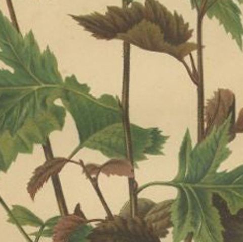 Antique Flower Print of the Betula Pubescens, 1879, close-up 2