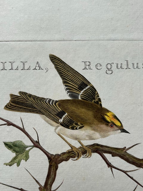 Antique Bird Print of the Goldcrest by Sepp & Nozeman, 1797, view 4