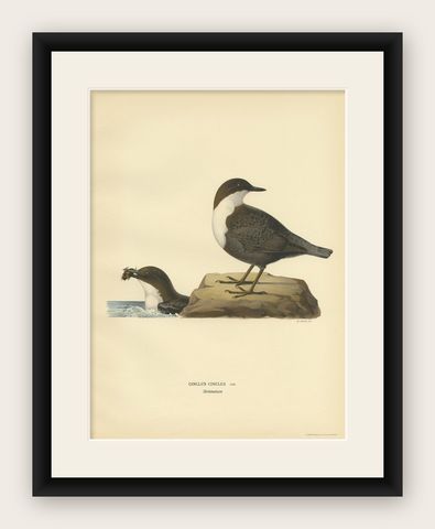 Antique Bird Print of The White-throated Dipper by Von Wright, 1927, shown framed