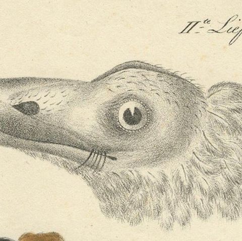 Elegant Misnomer: The Rusty-Brown Bird of Hahn's Legacy, circa 1820, close-up 5