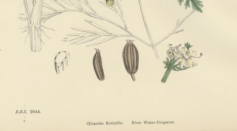 Antique British Botanical Print of River Water-Dropwort, Hand-Colored, c.1902, close-up 5