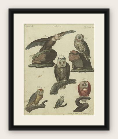 Antique Animal Print of various Owl Species by Bertuch, circa 1800, shown framed