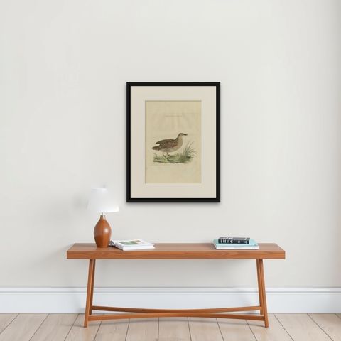 Antique Bird Print of the Corn Crake by Sepp & Nozeman, 1797, shown framed on a wall
