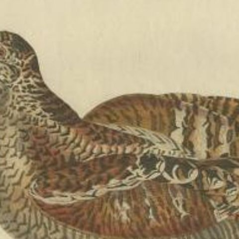 Antique Bird Print of the Eurasian Woodcock by Sepp & Nozeman, 1797, close-up 2