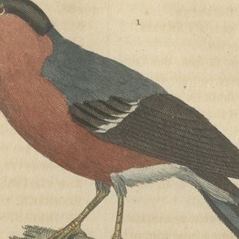Old Hand-Colored Bird Print of a Bullfinch and a Common Crossbill, 1845, close-up 2