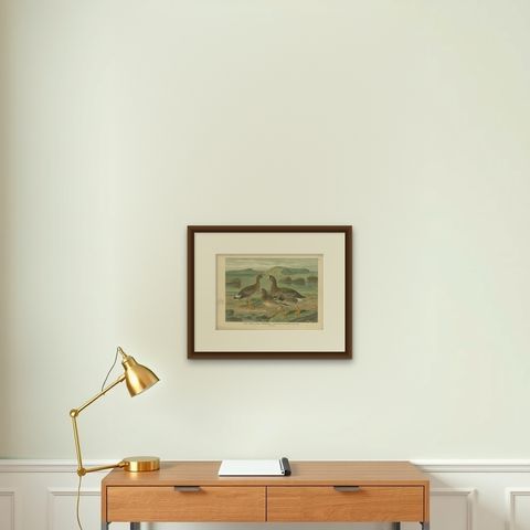 Antique Bird Print of the Greater White-Fronted Goose by Naumann, circa 1895, shown framed on a wall