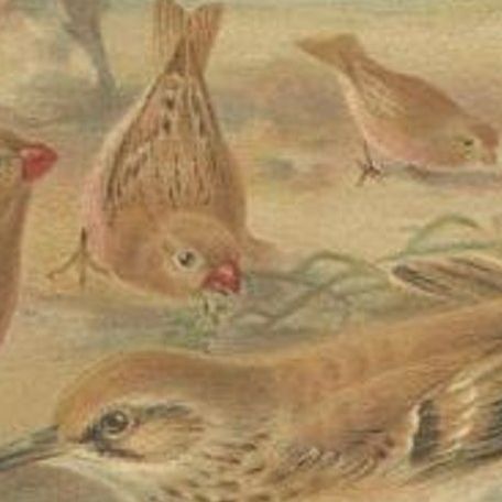 Antique Bird Print of a Desert Finch and Desert Lark by Lydekker, 1895, close-up 2