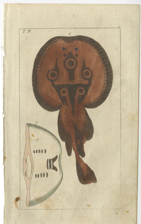 Set of 2 Antique Fish Prints, Common Torpedo Ray, Skate, Stingray, view 2