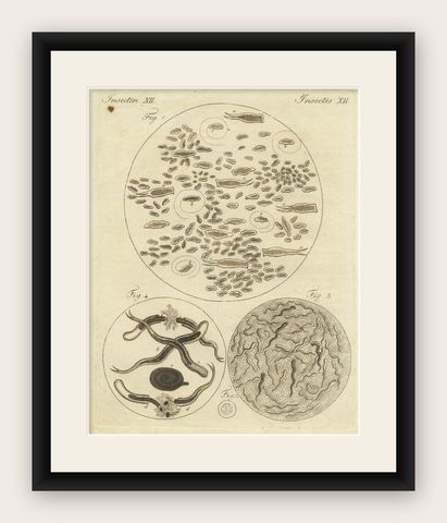 Microscopic Study of Insect Anatomy: Hand-Colored Engraving from Bertuch, 1798, shown framed