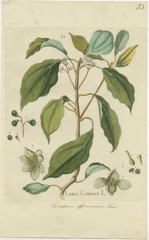 Set of 2 Antique Botany Prints - Laurus Camphora & Laurus Nobilis, view 2