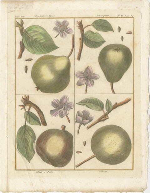 Vintage Botanical Fruit Prints of Apples, Pears and Peaches, Engravings of c1820, view 6